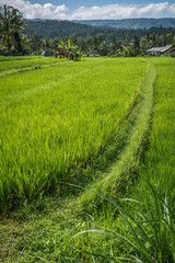 Rizière en terrasse, Indonésie