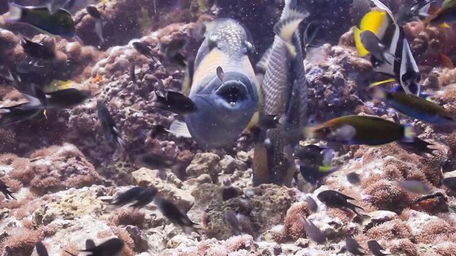 2 Titan triggerfish displaying defensive nesting behavior