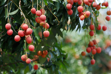 Lychee (Litchi chinensis) the tropical and subtropical fruits native to China