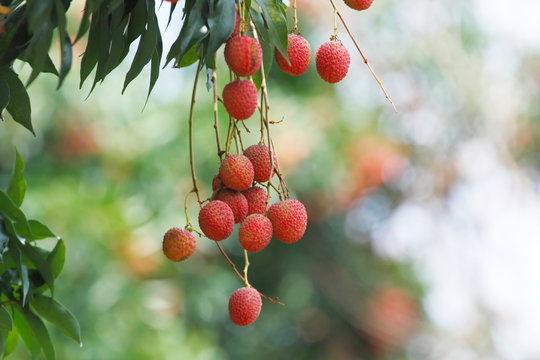 Lychee (Litchi chinensis) the tropical and subtropical fruits native to China
