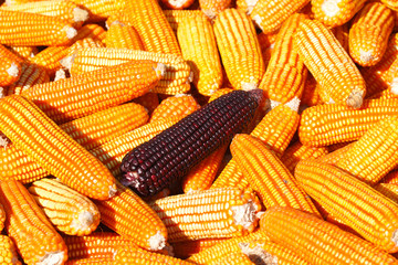 Fototapeta na wymiar Purple corn on yellow corn background