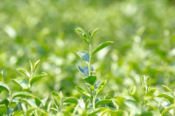 Fototapeta na wymiar Tea plant (Camellia sinensis var. sinensis / Chinese tea) the plant that use to produce aromatic beverage “tea”