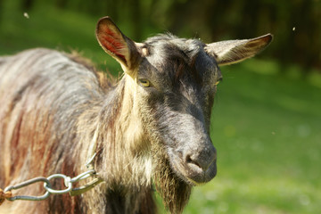 Fototapeta premium Goat's portrait close-up with green nature background