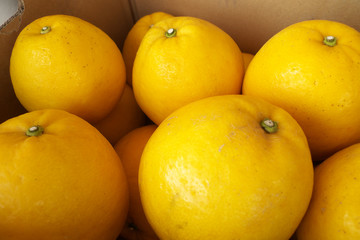 日本の産地直送宇和ゴールド