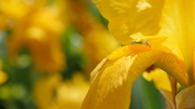 Iris pseudacorus beautiful spring flower in the garden 4K 3840X2160 UltraHD footage - Iris plant pistil and petal details close-up 4K 2160p UHD video