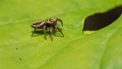 Fototapeta premium Паук-скакунчик