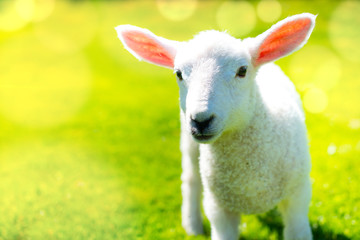Lamb in the sunshine