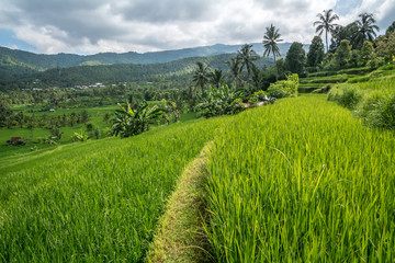 Rizière en terrasse, Bali
