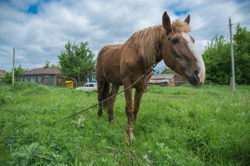 Obraz premium Конь