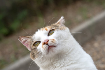 ６月のミケっち