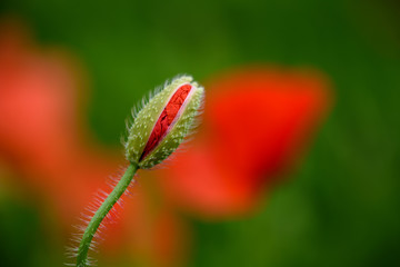 Poppy flower in a field with beautiful colors