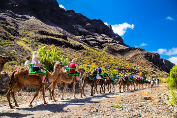Tourists ride camels in Fataga canyon on Gran Canaria, Spain .