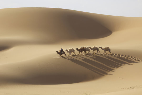 China, Inner Mongolia, Badain Jaran Desert. Local man rides camel at head of caravan. Ellen Anon