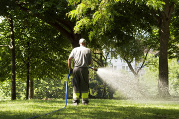 utility worker gardener of municipality  with hose for watering the plants and trees  in city park
