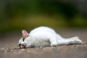 ６月のミケっち