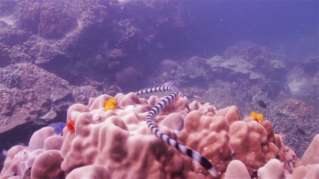 Sea snake swimming over coral