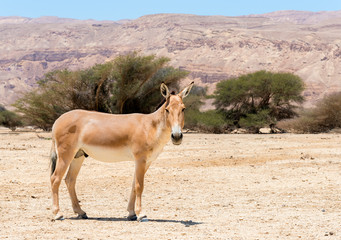 The onager (Equus hemionus) is a brown Asian wild donkey inhabiting nature reserve park near Eilat