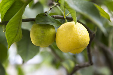 Limoni