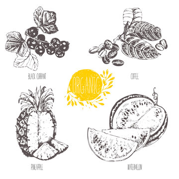 Series - vector fruit and spices. Hand-drawn illustration. Sketch. Healthy food. Linear graphic. Set of coffee, watermelon, pineapple and black currant.