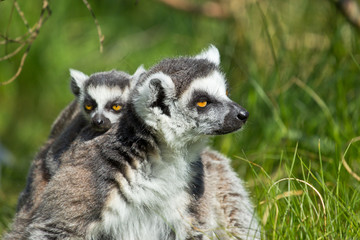 portrait of a lemur