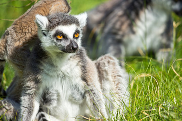 Obraz premium portrait of a lemur