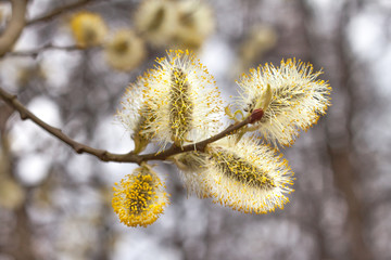 Spring willow branch