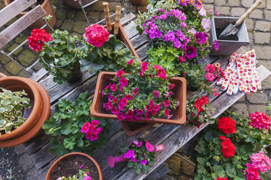 Gardening, different spring and summer flowers, gardening tools on garden table