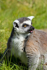 portrait of a lemur