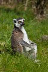 portrait of a lemur