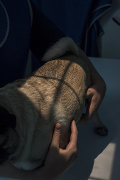 Hands of veterinarian holding dog for x-raying