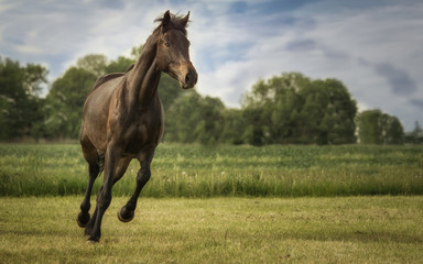 Galopp