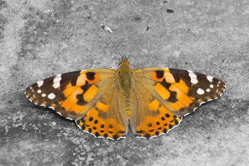 Fototapeta na wymiar Butterfly Nymphalis xanthomelas on stones