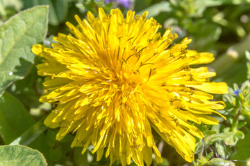 Fully open dandelion flower, end of spring