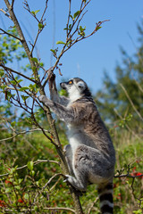 portrait of a lemur