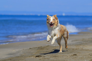 Australian sheperd at the beach