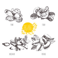 Series - vector fruit and spices. Hand-drawn illustration. Sketch. Healthy food. Linear graphic. Set of pistachio, cashew, brazil nut and peanut.