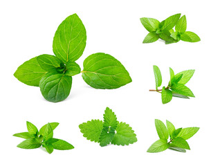  Fresh mint and melissa leaves isolated on white. Set