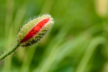 Poppy flower in a field with beautiful colors