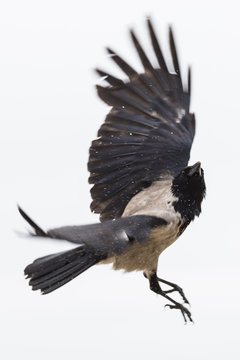 Flying hoodiecrow