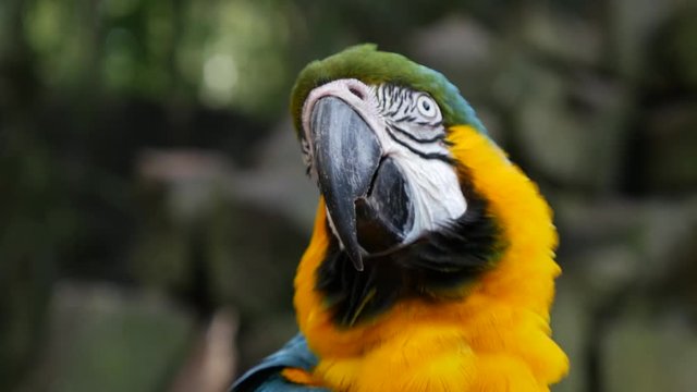 Blue Yellow Macaw (Also Know as Arara or Ararauna) in Brazil