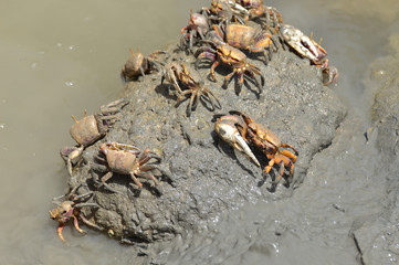 cangrejos en las salinas