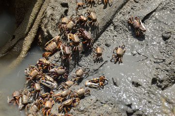 cangrejos en las salinas