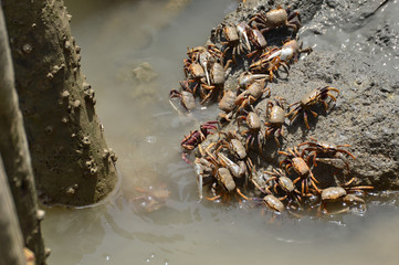 cangrejos en las salinas