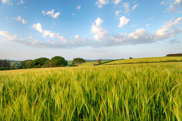 Summer in the Cornish Countryside