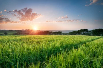 Abwaschbare Fototapete Land Schöner Sonnenuntergang über Gerstenfeldern