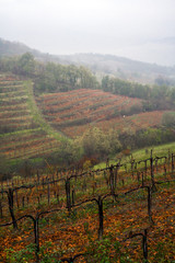 Fototapeta na wymiar Autumn mist in Alpine vineyard