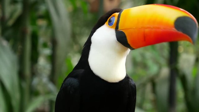 Exotic toucan bird in natural setting near Iguazu Falls in Foz do Iguacu, Brazil.