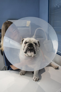 Portrait of a dog with pet cone in a veterinary clinic