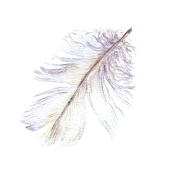 Watercolor white feather © zzorik
