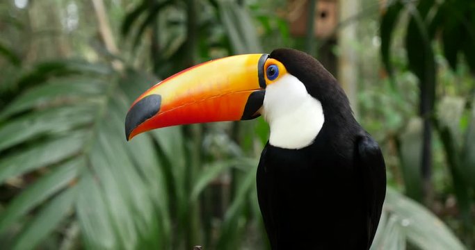 Exotic toucan bird in natural setting near Iguazu Falls in Foz do Iguacu, Brazil.